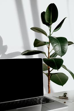 pexels-photo-8534089-8534089 A sleek laptop paired with a vibrant rubber plant in a bright minimalist workspace.