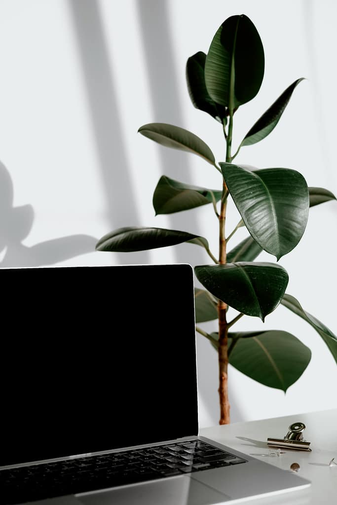 A sleek laptop paired with a vibrant rubber plant in a bright minimalist workspace.